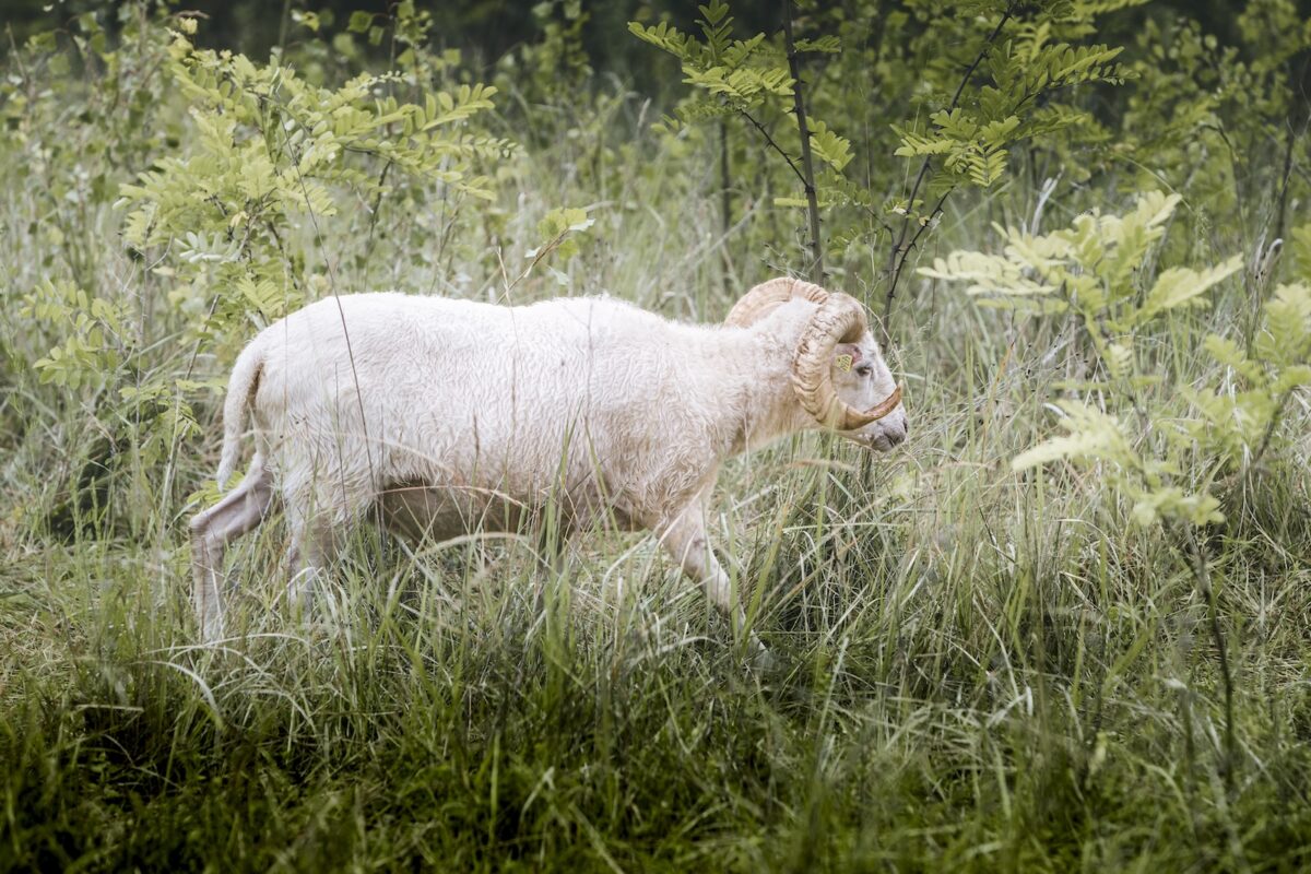 Ein Schaf auf dem Golfplatz im Mainzer Golfclub