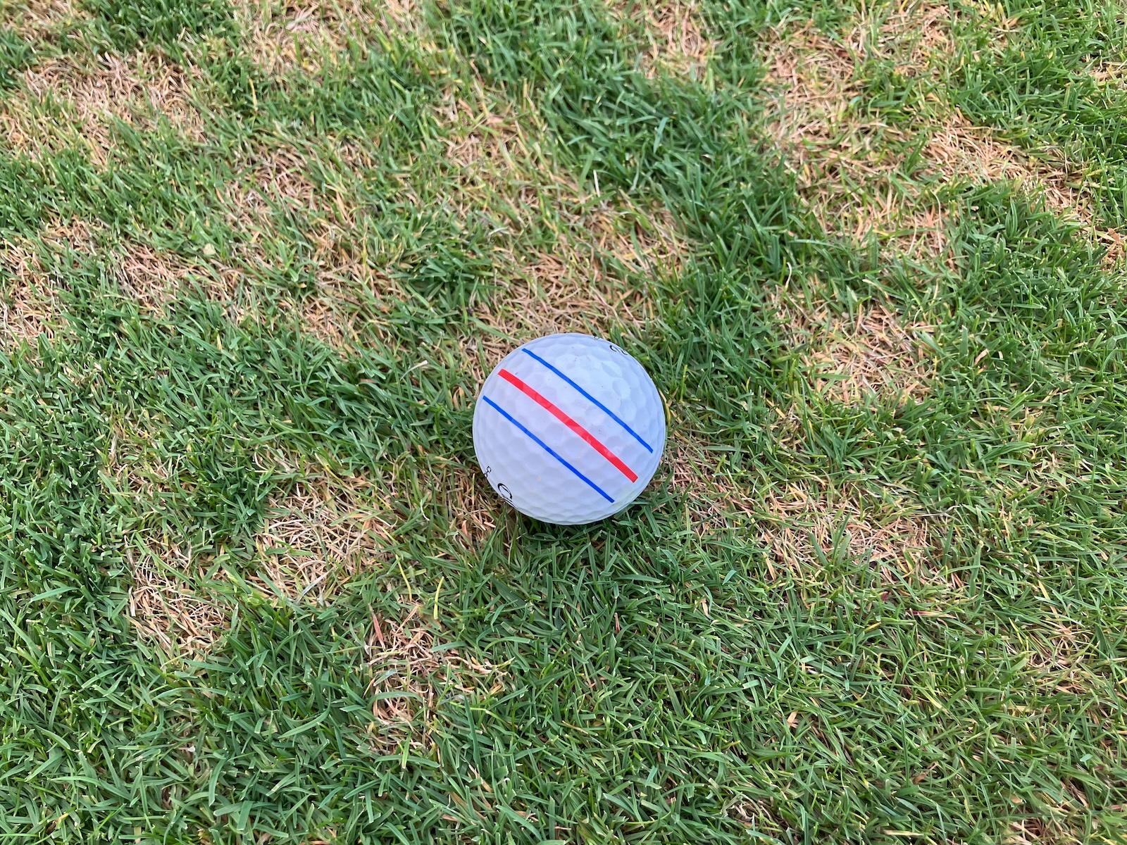Golfrasen Dollarspot