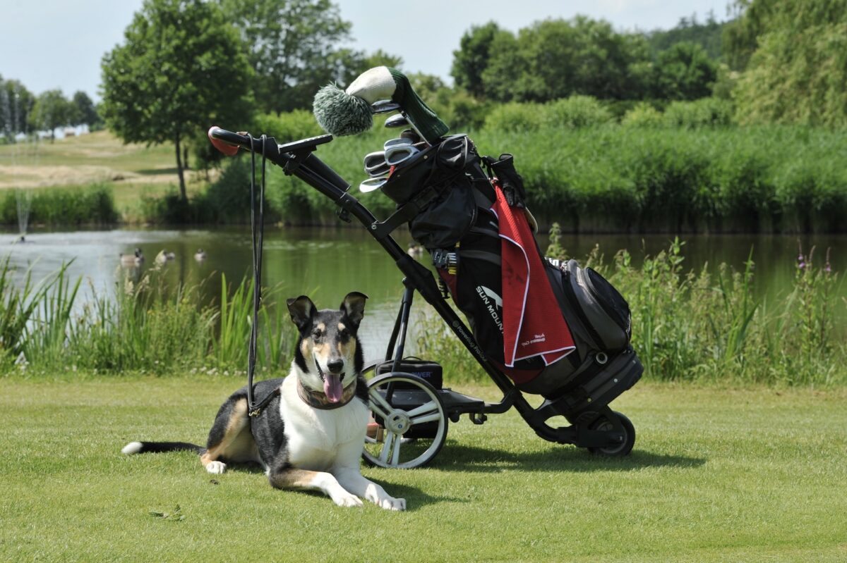 Golf mit Hund